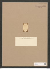 Diatomeae indet. Zeichnungen Sammlung Grunow Nr. 3301 (NHMW-BOT-W0370792)